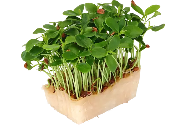 Tahoon cress single kist 18 stuks